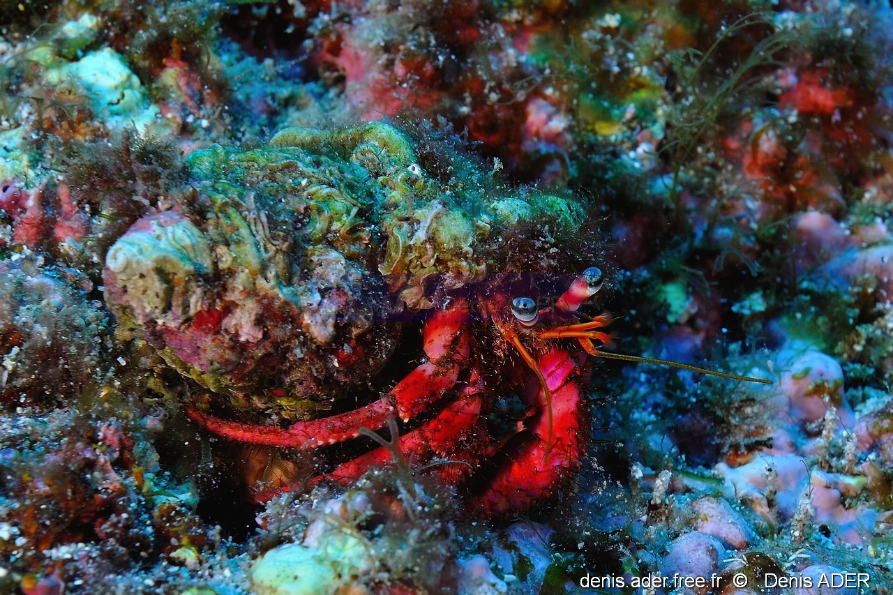Dardanus calidus Bernard lermite-Acores St Maria Pedri mha-30m-20170818-Denis-ADER-DSC_9214_tn_tn.jpg